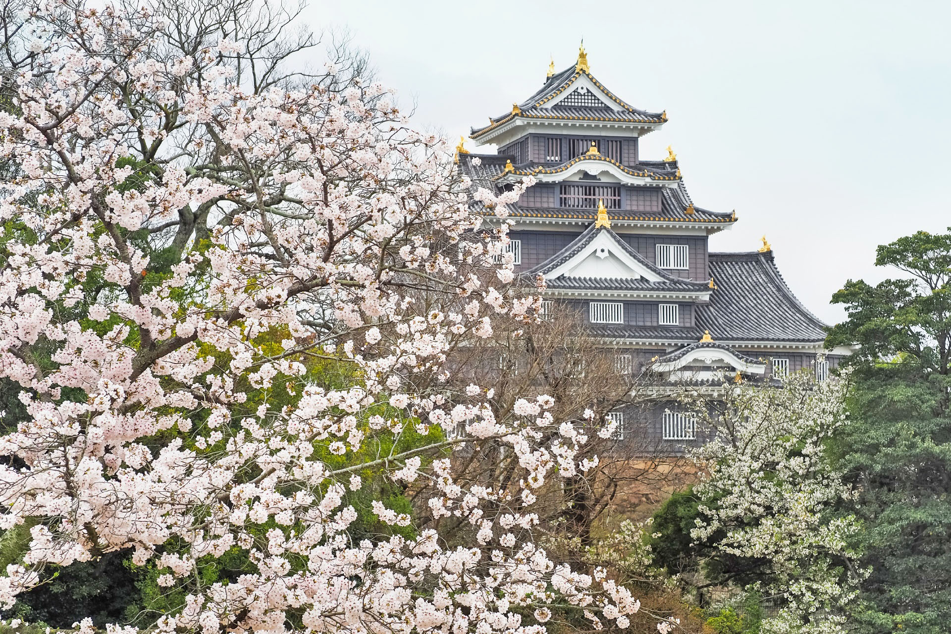 桜と岡山城　岡山の風景