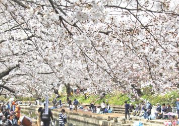 吹上　元荒川の桜　埼玉の風景
