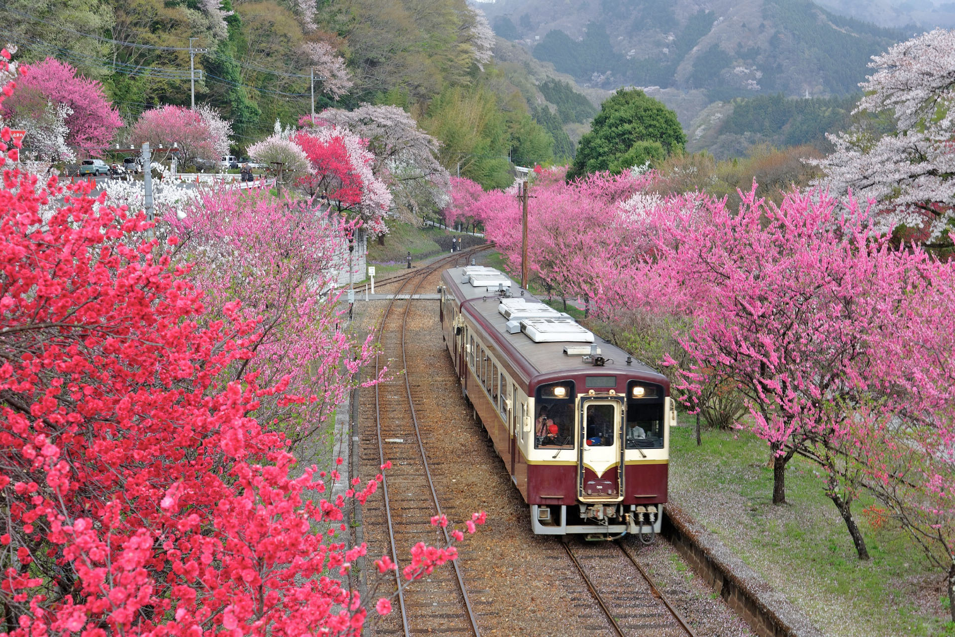 春の神戸駅　花桃の風景　群馬の風景