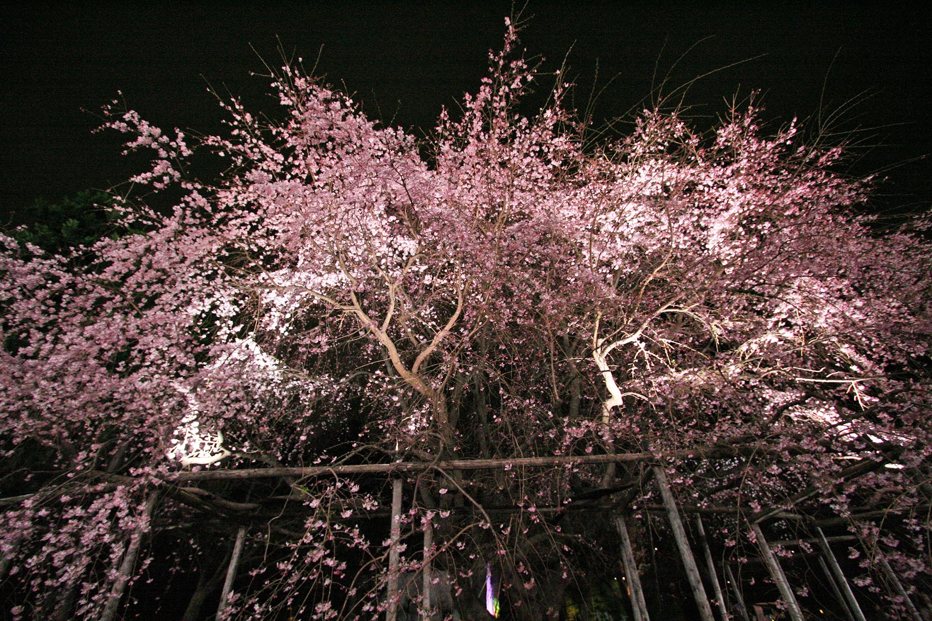 六義園のしだれ桜　東京の風景