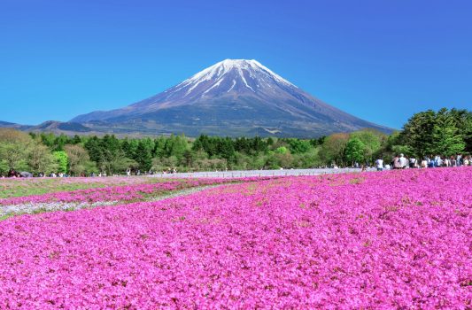 芝桜と富士山の風景　山梨の風景