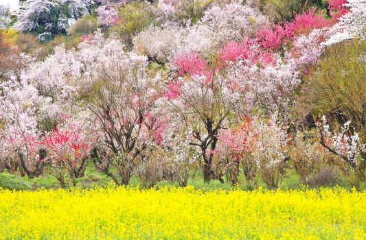 菜の花と桃と桜　花見山公園　福島の風景