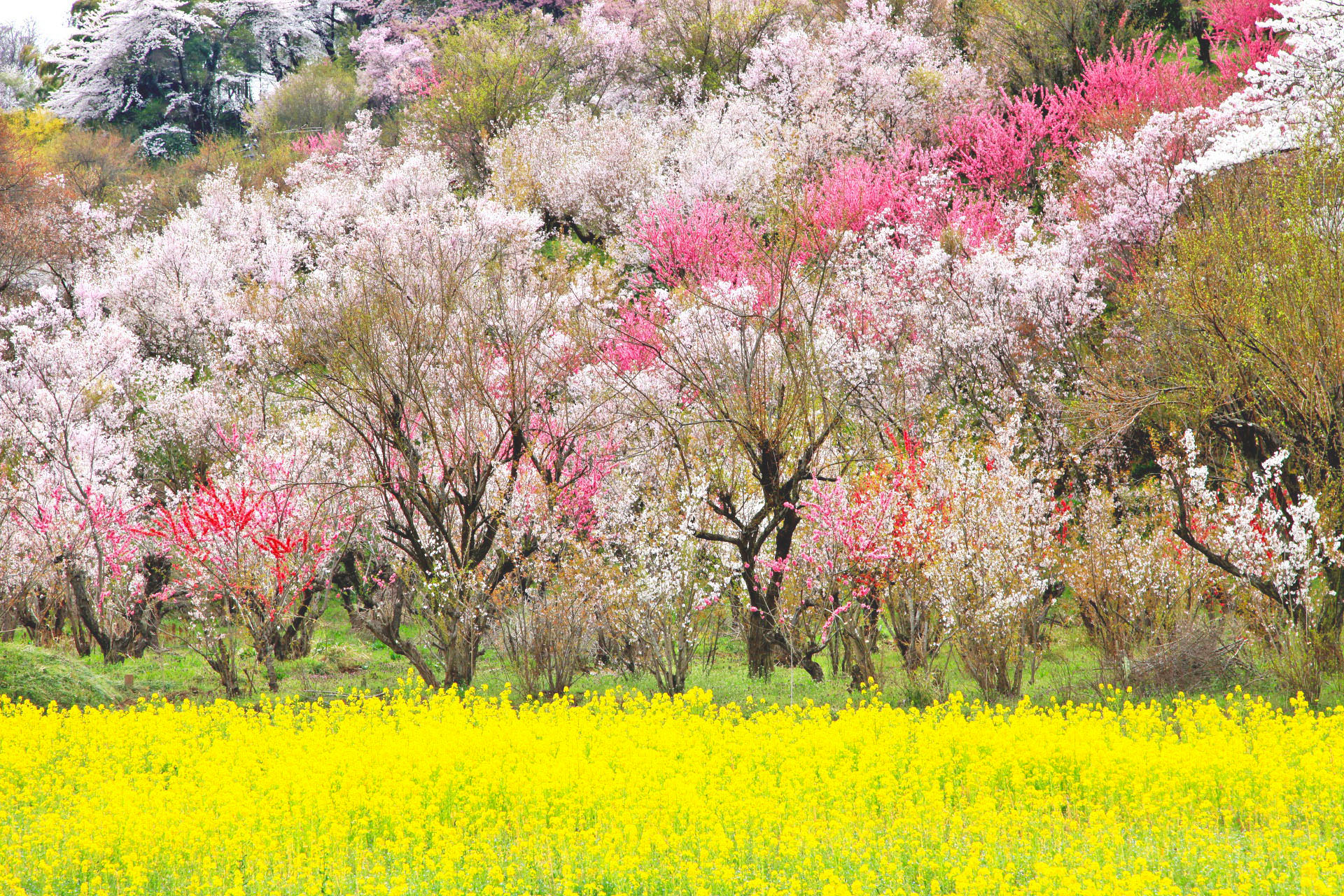 菜の花と桃と桜　花見山公園　福島の風景