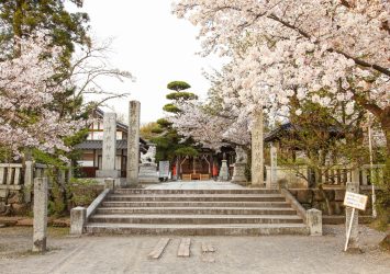 中津大神宮と桜の風景　大分の風景