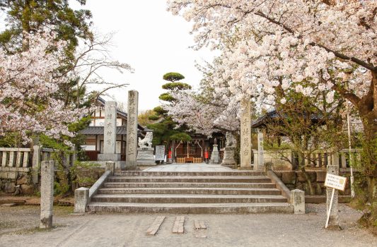 中津大神宮と桜の風景　大分の風景