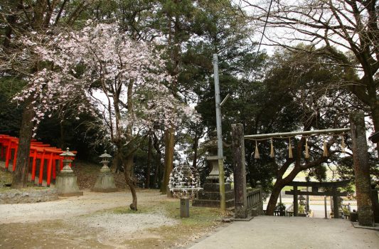春の若八幡神社　福岡の風景