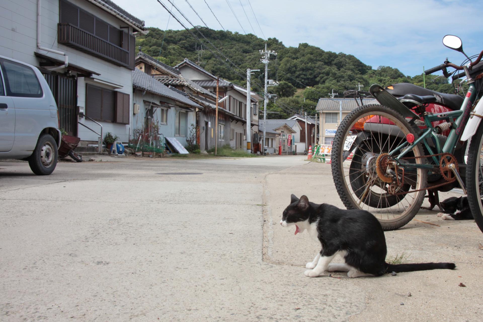 猫のいる風景　真鍋島　岡山の風景