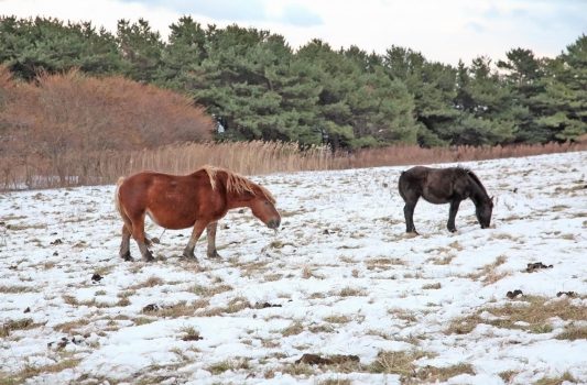 雪の上で草を食べる寒立馬　青森の風景