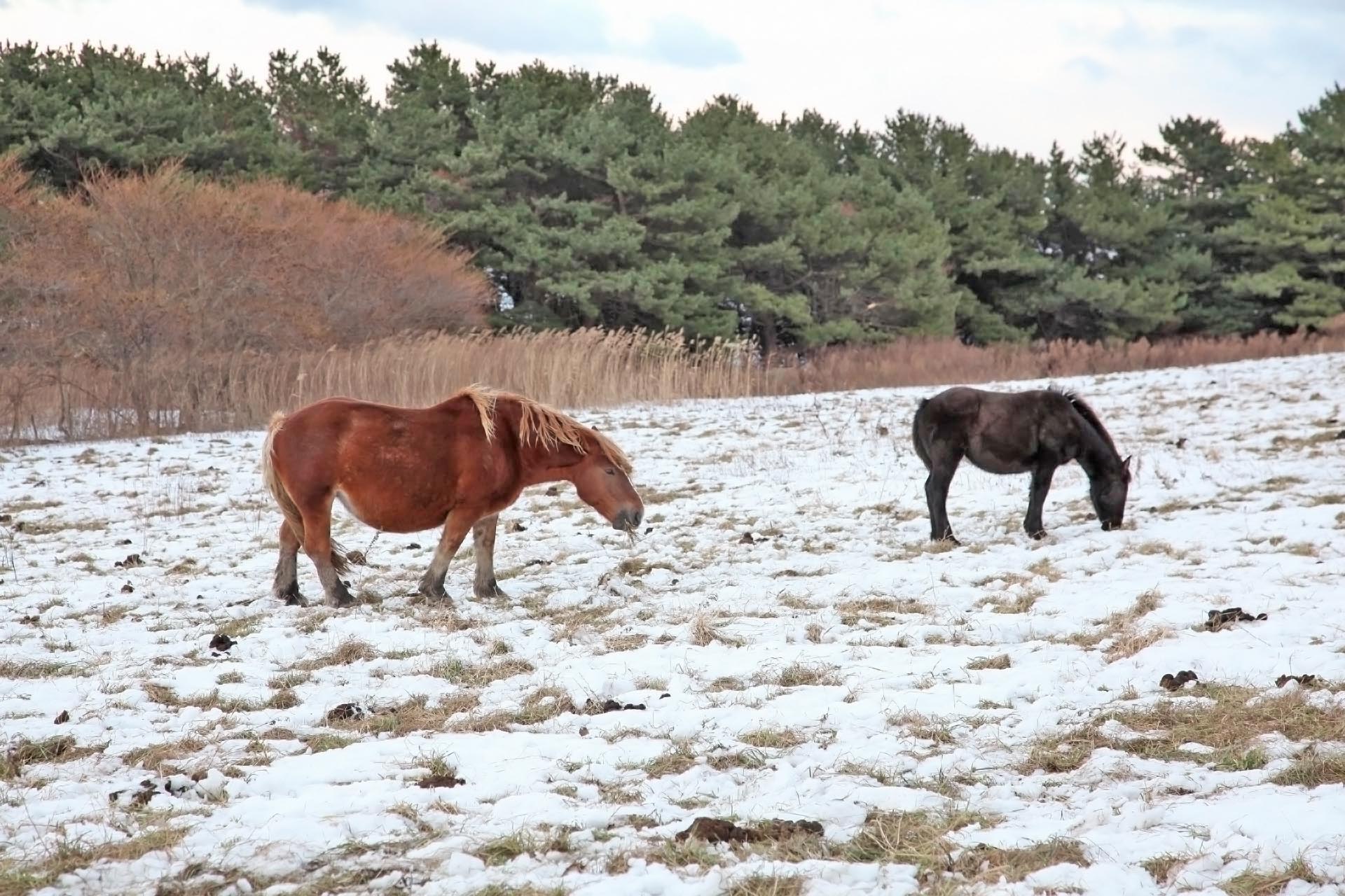 雪の上で草を食べる寒立馬　青森の風景