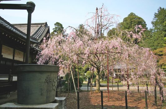春の観福寺　千葉の風景