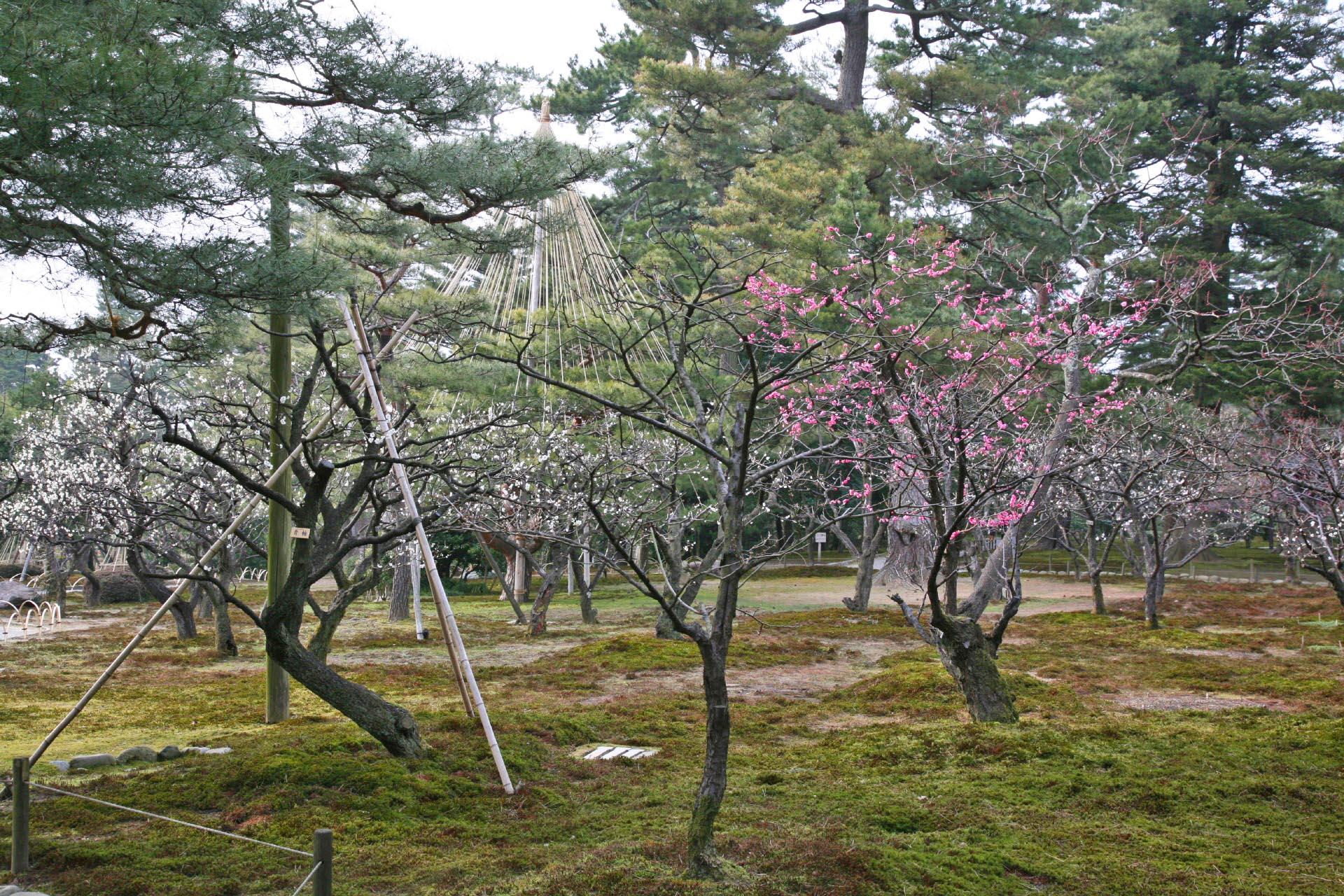 春の金沢の風景　兼六園の梅　石川の風景