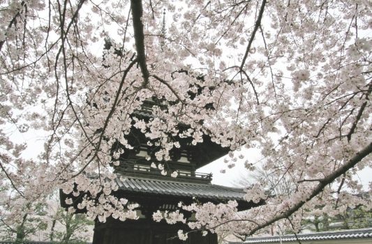 春の興福寺　奈良の風景