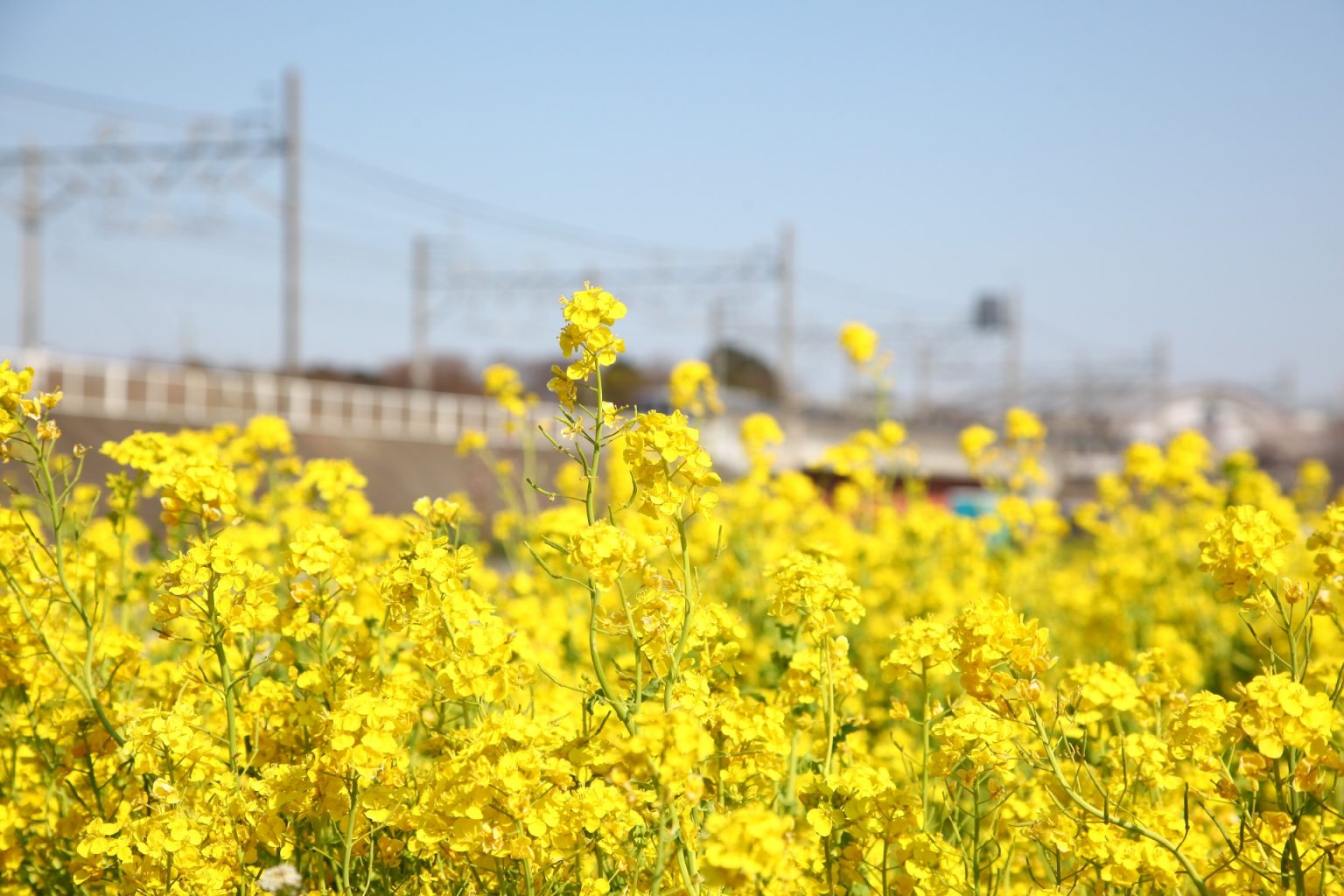 菜の花の風景 埼玉の風景 | JAPAN WEB MAGAZINE 「日本の風景」 JAPAN SCENE