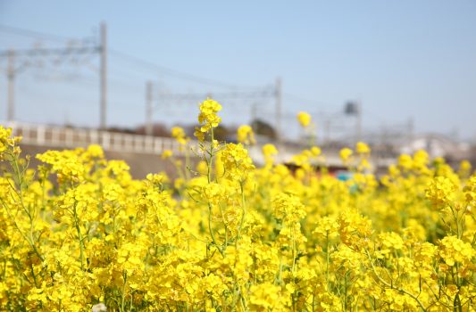 菜の花の風景　埼玉の風景