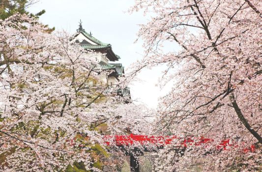 弘前城と満開の桜　青森の風景