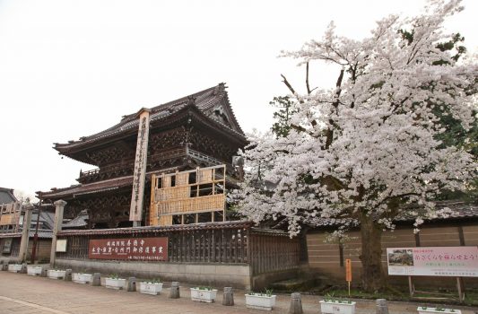 善徳寺と桜　富山の風景