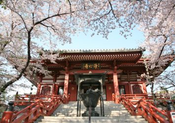 浄心寺の桜の風景　東京の風景