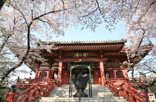 浄心寺の桜の風景　東京の風景