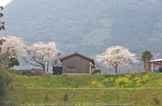 桜と菜の花と馬のいる風景　福岡の風景
