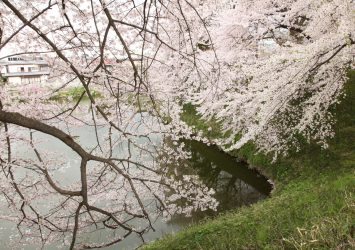 山形城の桜　山形の風景