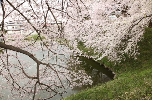山形城の桜　山形の風景