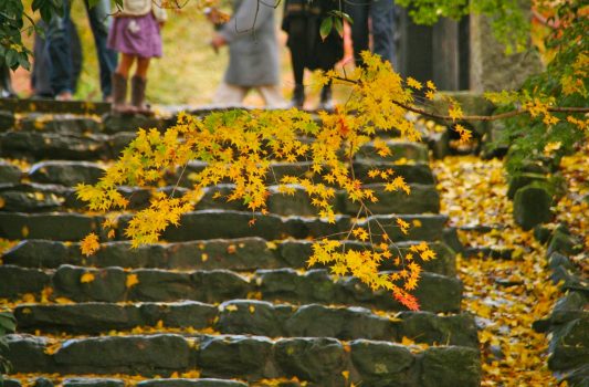 秋の秋月　垂裕神社の紅葉　福岡の風景