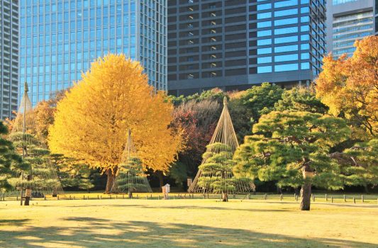 秋の浜離宮　紅葉風景　東京の秋の風景
