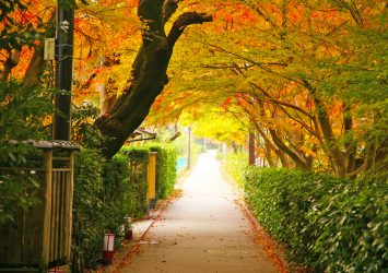 京都の秋　紅葉の嵯峨野　京都の風景