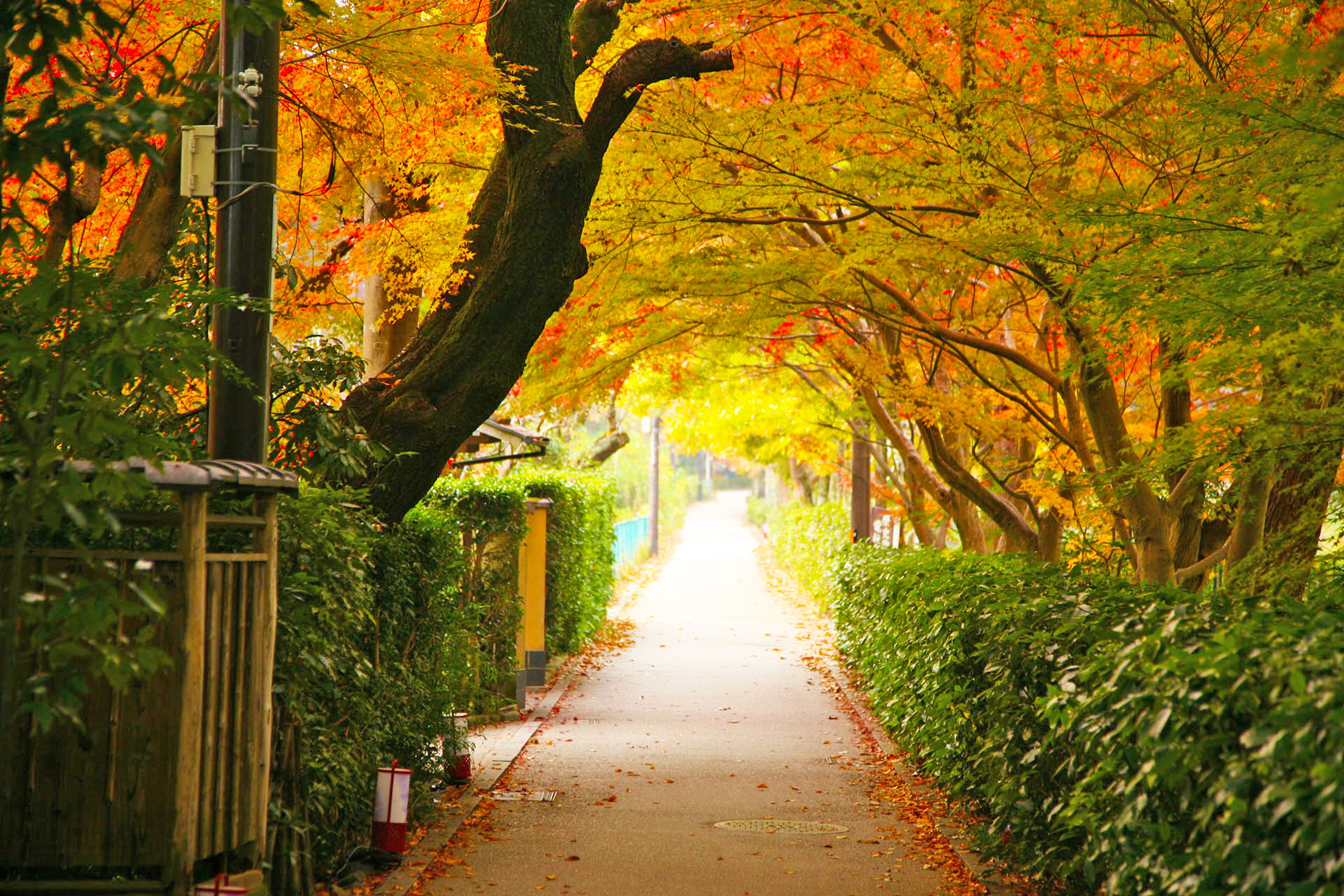 京都の秋　紅葉の嵯峨野　京都の風景