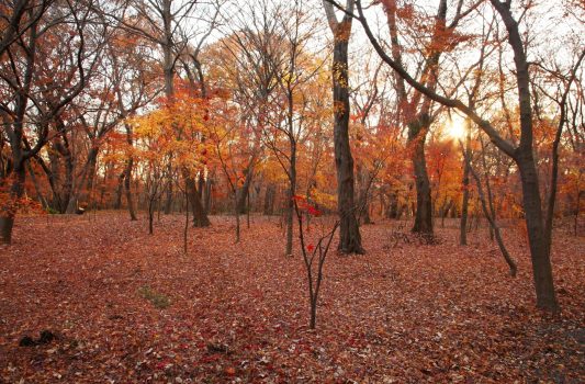 晩秋の雑木林　武蔵野の雑木林　平林寺境内　埼玉の風景