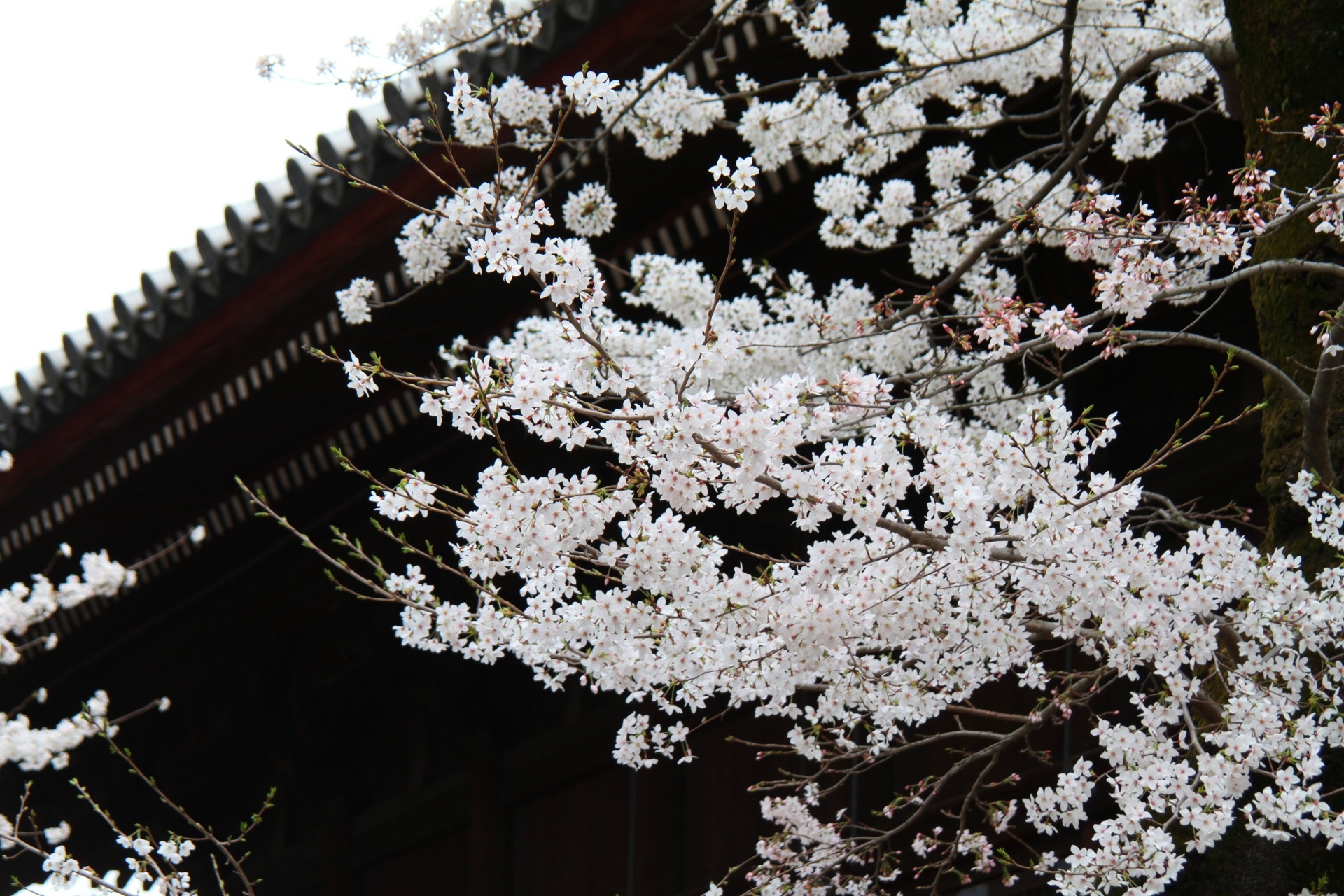 上野　寛永寺の桜　東京の絶景