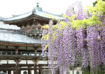 平等院の藤の花　京都の風景
