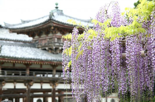 京都　平等院の藤の花　京都の風景