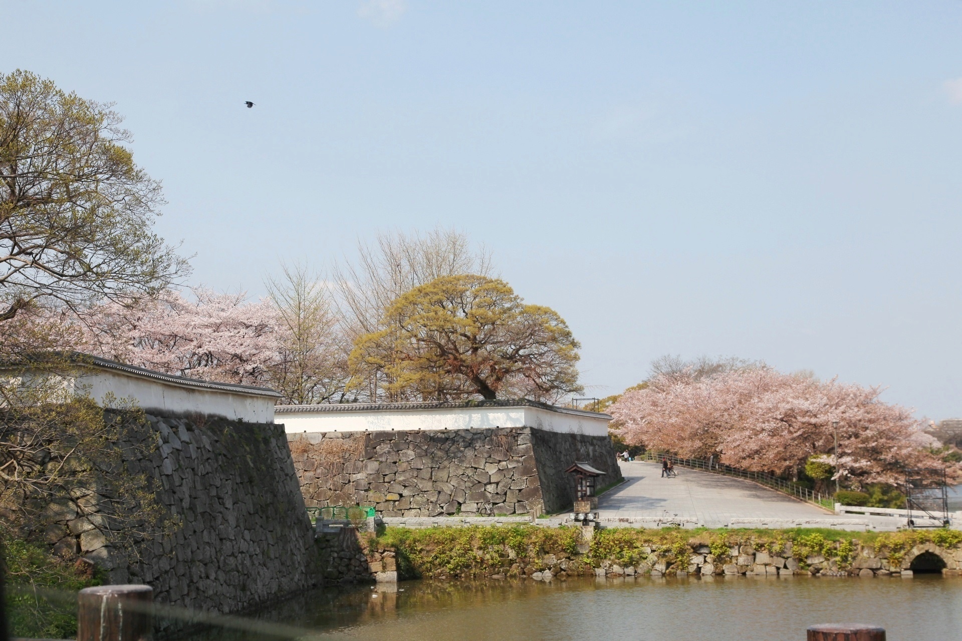 桜と福岡城　福岡の春の風景