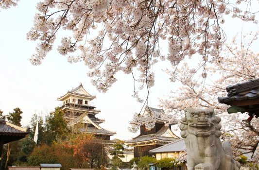 中津城と桜の風景　大分の春の風景