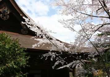三井寺の桜　滋賀の風景