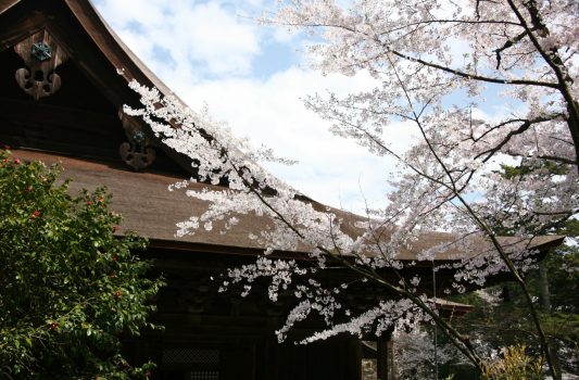 三井寺の桜　滋賀の風景