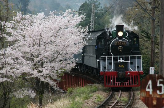大井川鉄道と桜の風景　静岡の風景