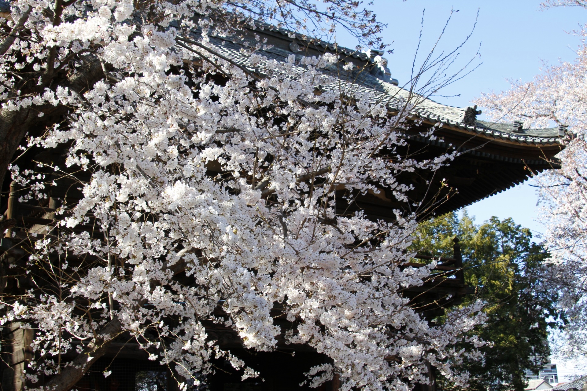  勝願寺の桜　埼玉の風景