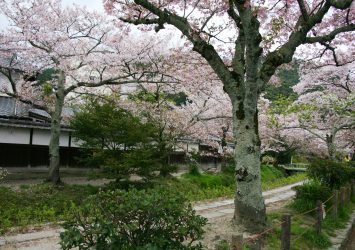 春の京都　哲学の道と桜