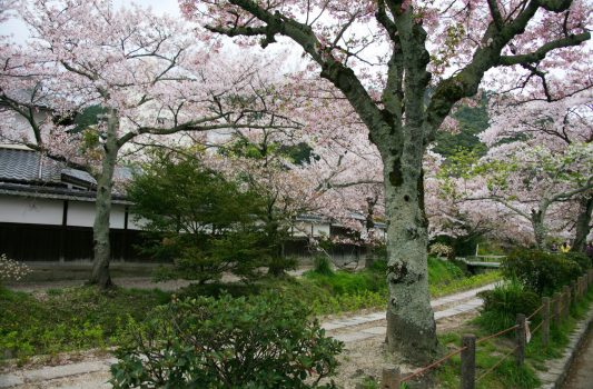 春の京都　哲学の道と桜