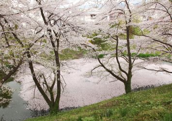 春の山形城　桜の風景　山形の風景