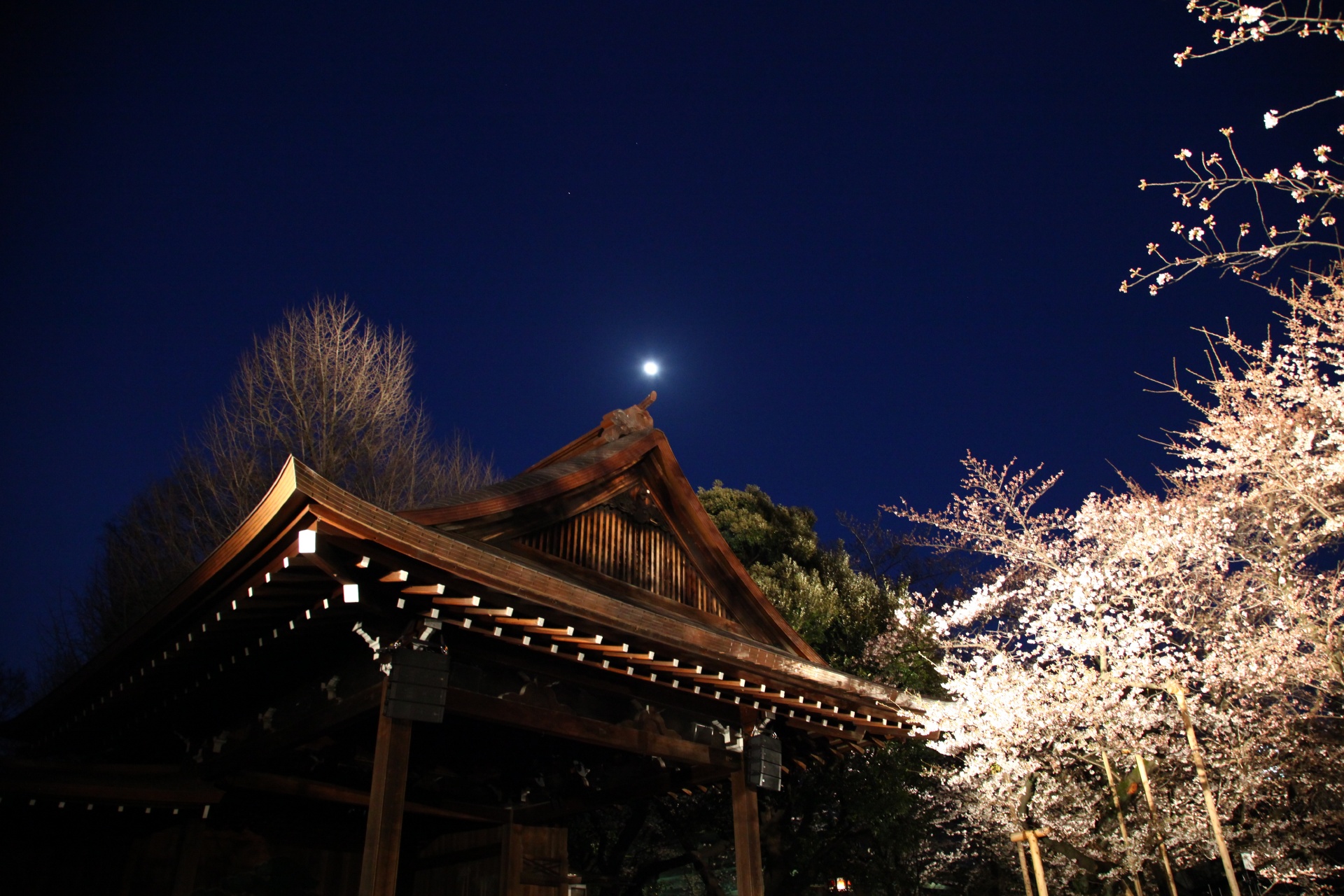 夜の靖国神社　満月と夜桜　東京の春の風景