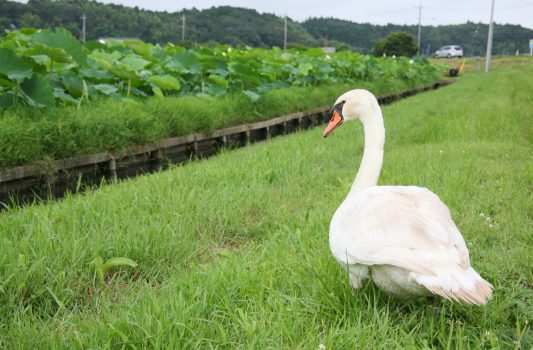 コブハクチョウと霞ヶ浦湖畔のれんこん畑の風景　夏の茨城の風景