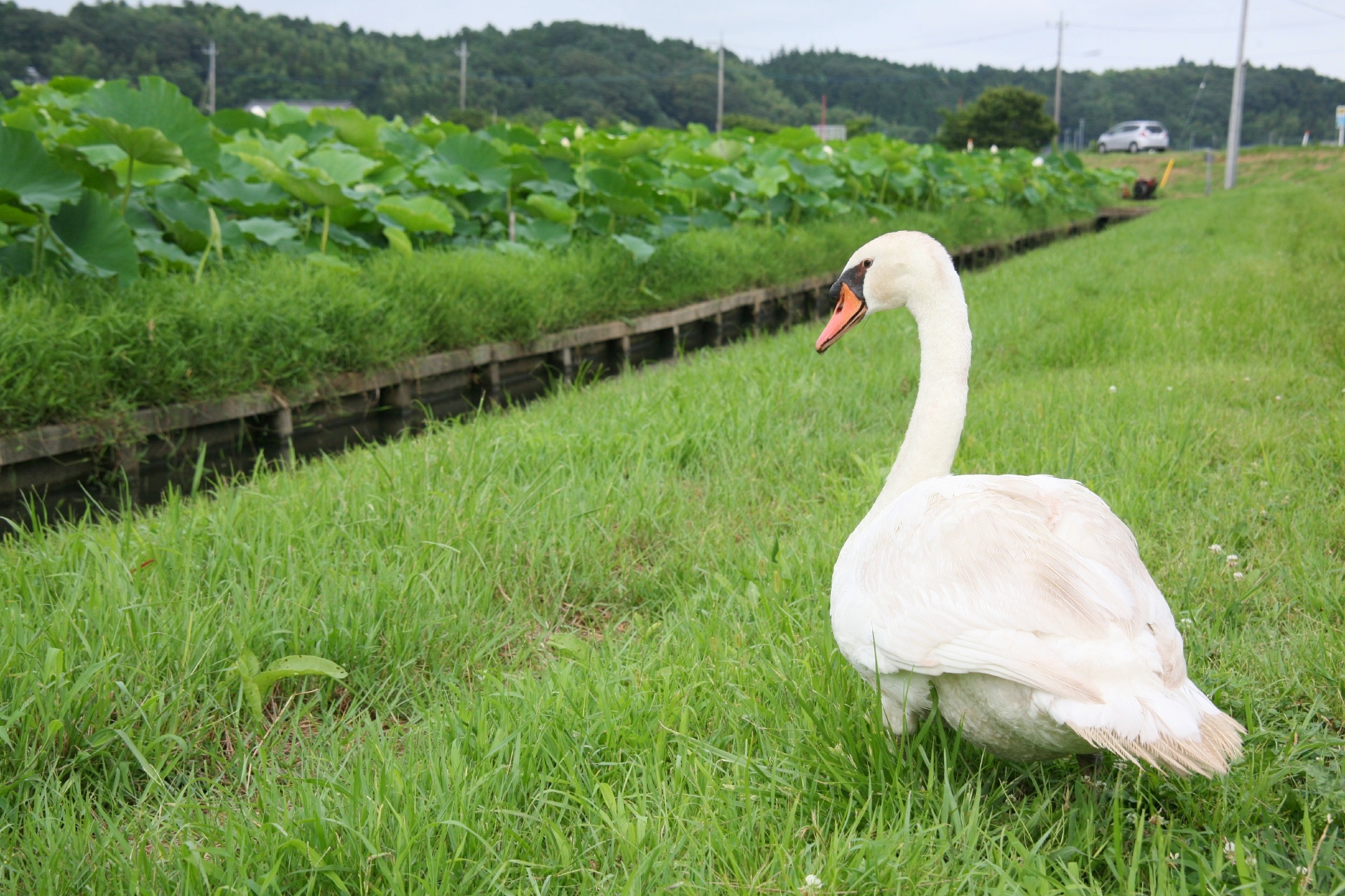 コブハクチョウと霞ヶ浦湖畔のれんこん畑の風景　夏の茨城の風景