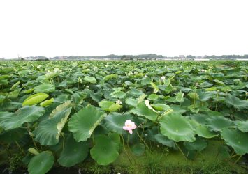 夏の霞ヶ浦　湖畔のレンコン畑の風景　夏の茨城の風景
