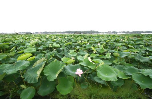 霞ヶ浦湖畔のレンコン畑　夏の茨城の風景