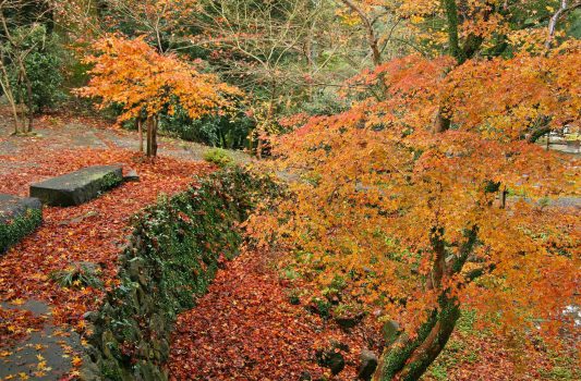 秋の千栗八幡宮　境内　佐賀の風景