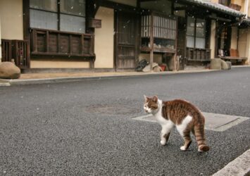 日本の伝統的な町並みとネコ　内子　愛媛の風景
