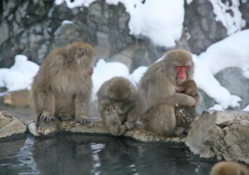 地獄谷温泉の猿　長野の冬の風景